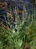 Centaurium spicatum